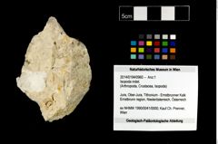 Foto (Objekt + Etikett) von Isopoda indet.  (NHMW-GEO-2014-0194-0960)